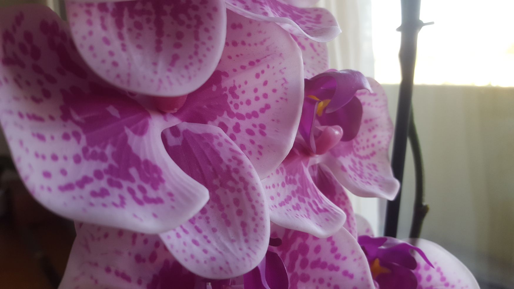 Orchidee Thai Massagen